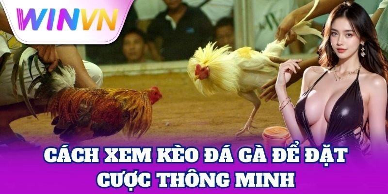 Cách Xem Kèo Đá Gà để đặt cược thông minh