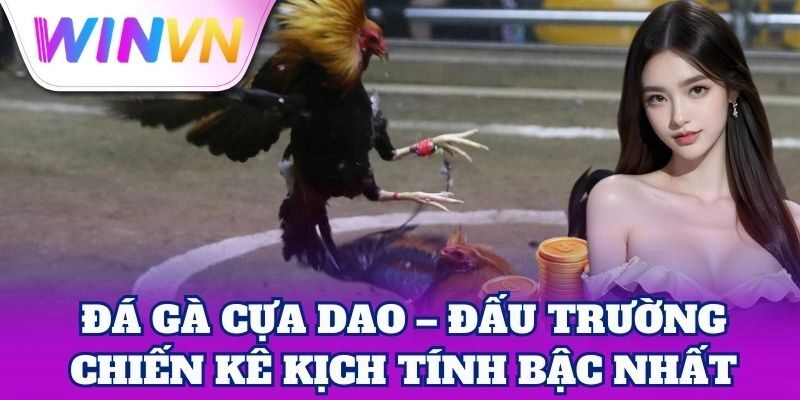 Đá gà cựa dao – Đấu trường chiến kê kịch tính bậc nhất