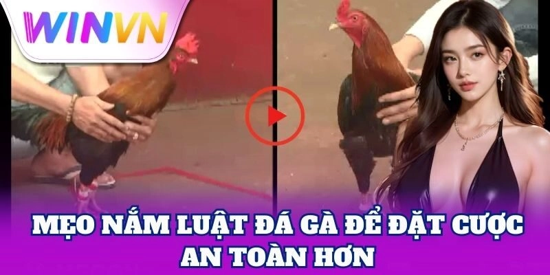 Mẹo nắm Luật Đá Gà để đặt cược an toàn hơn